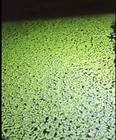 Улитки аквариумные