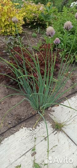 Лук многолетний