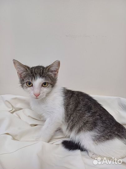 Есения котенок из приюта