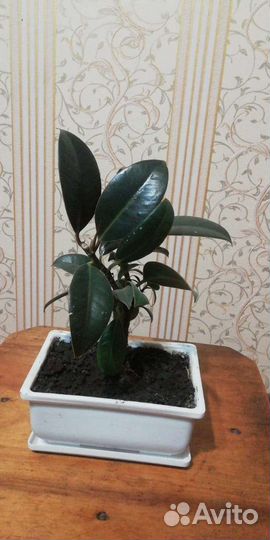 Комнатные растения