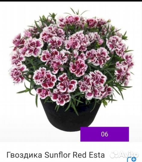 Гвоздика вегетативная