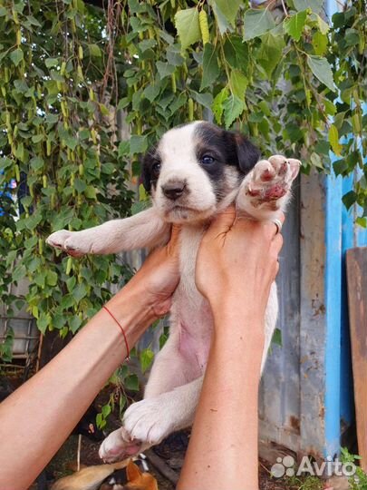 Маленькое Чудо, 1 месяц, в дар на счастье