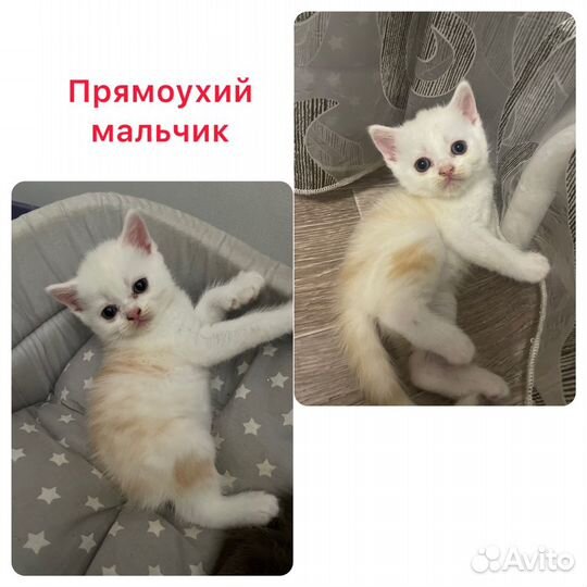 Шотландские котята