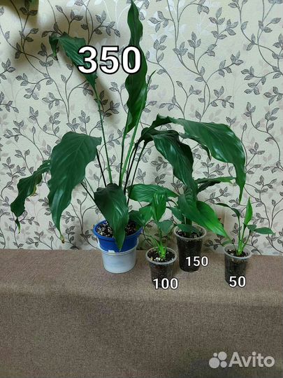 Комнатные растения