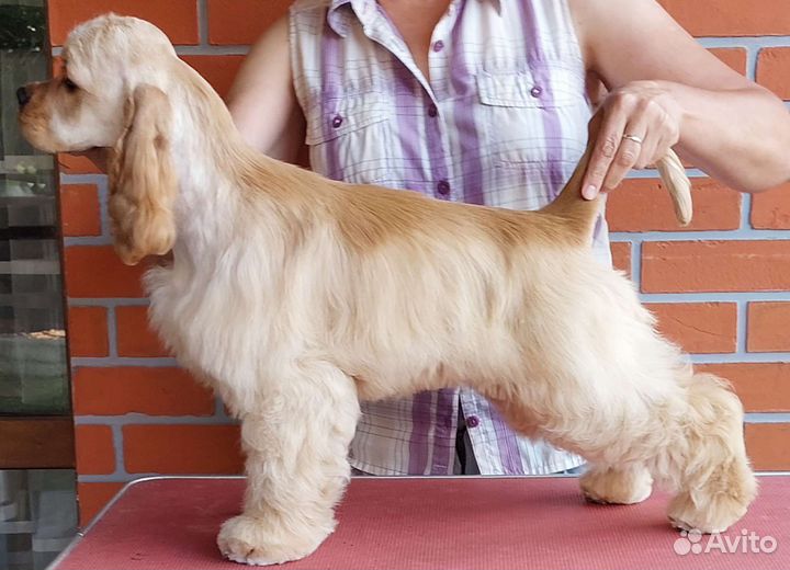 Кокер спаниель