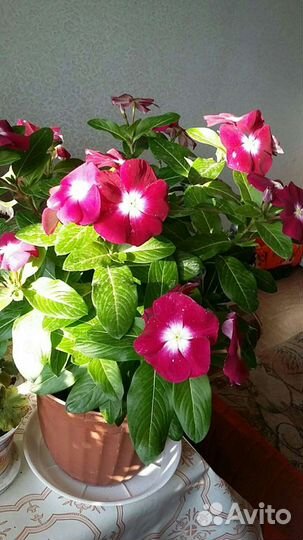 Катарантус рассада, семена