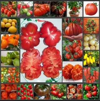 Cемена томатов