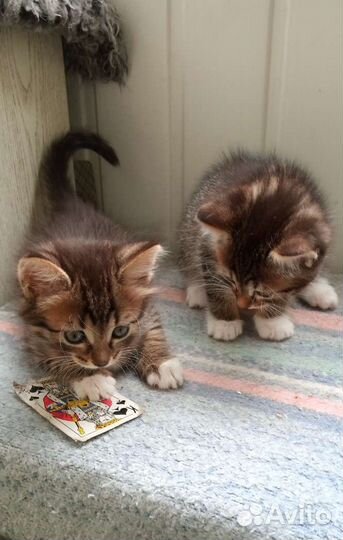 Кошки в добрые руки бесплатно