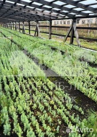 Предзаказ Голубая ель зкс сеянцы