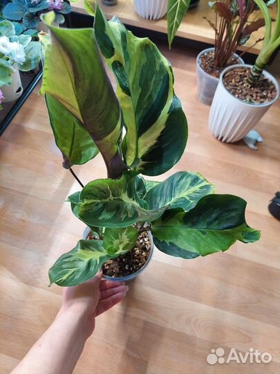 Калатея электрик шок