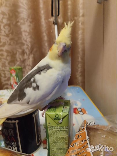 Попугай корелла