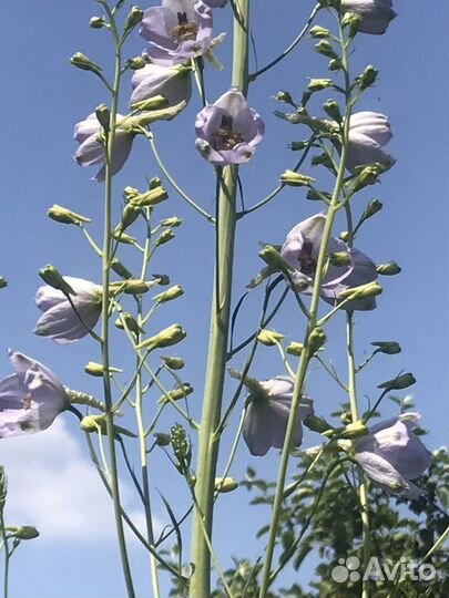 Дельфиниум