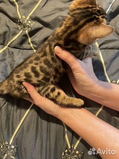 Бенгальская кошка