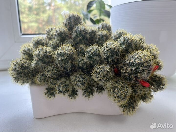 Маммиллярия Пролифера кактус