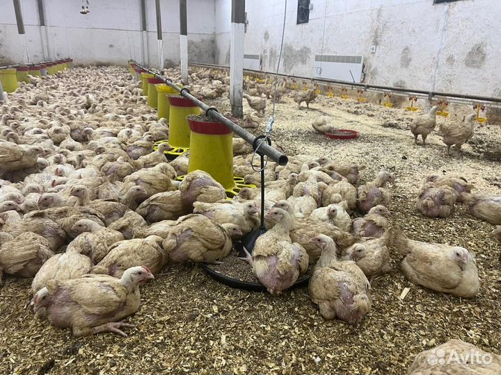 Домашние куры бройлеры