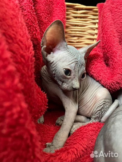 Канадский сфинкс девочки