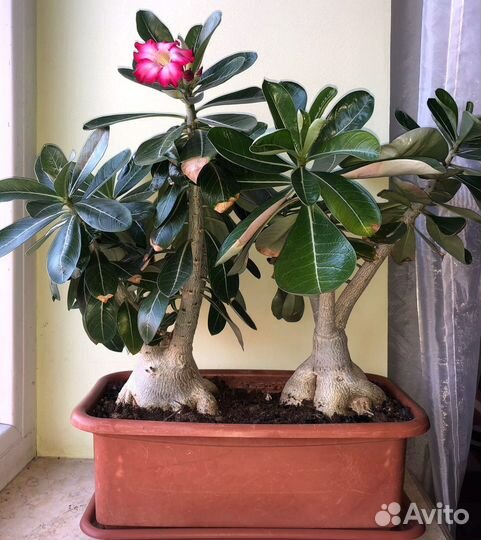 Продам адениумы цена за оба