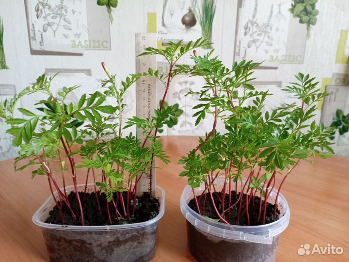 Рассада бархатцы