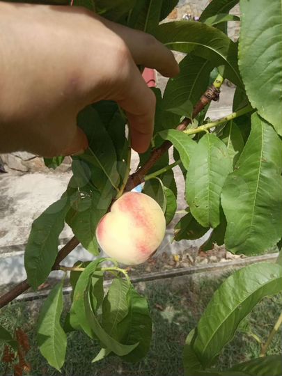 Дом 263 м² на участке 8 сот.