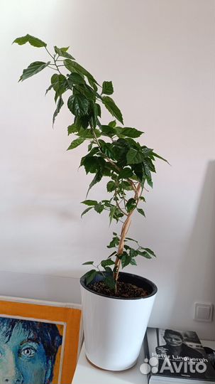 Гибискус махровый взрослое растение