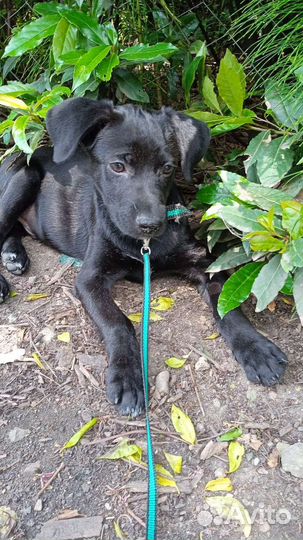 Щенок коротколапик