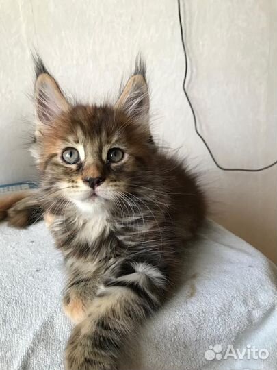Котята мейнкун