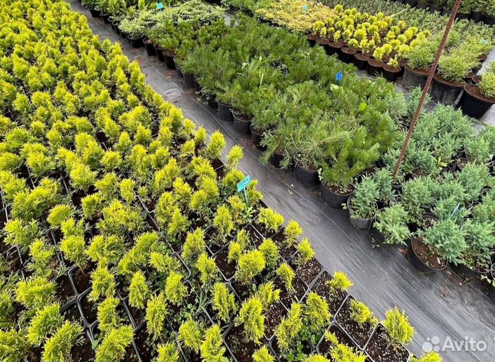 Черенки туи смарагд опт
