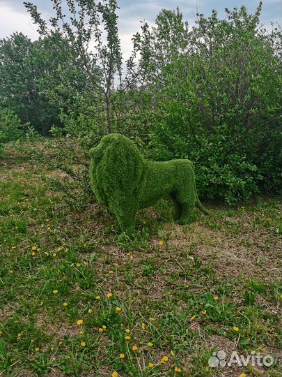 Топиарная фигура лев