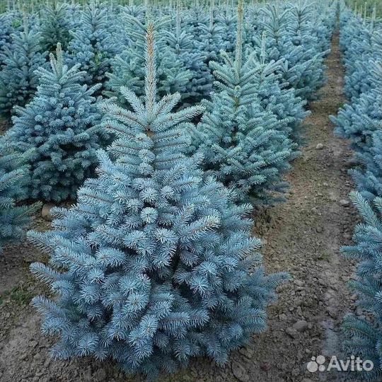 Ель Супер Блю