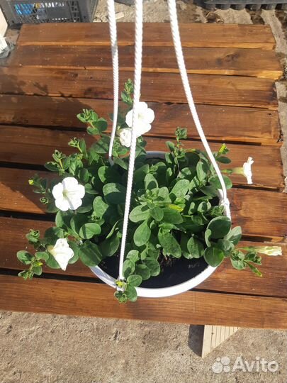 Петунии ампельные в кашпо