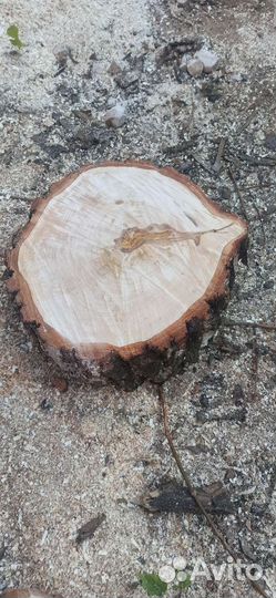 Слэбы, спилы, пеньки, столы