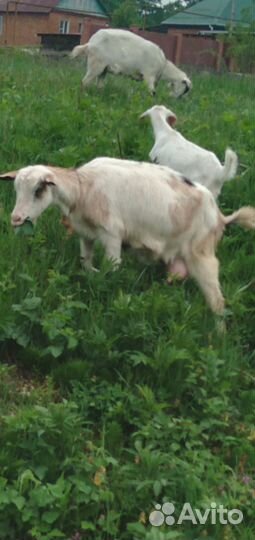 Козы и козлята