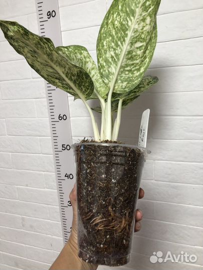 Аглаонема Whaite Rose