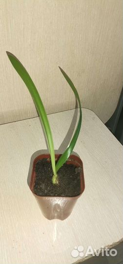 Комнатные растения цветы