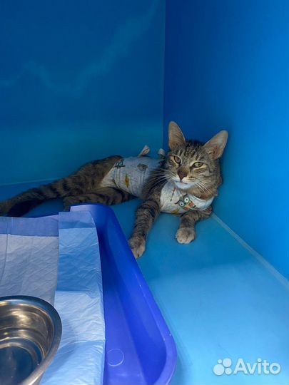 Кошка в дар бесплатно серая