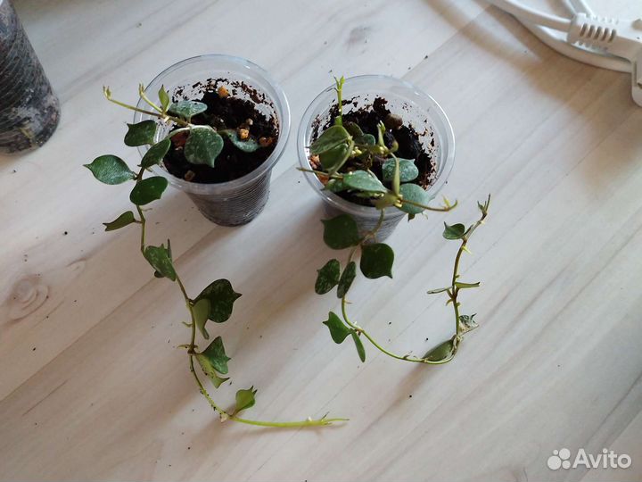 Хойи и арбузная пеперомия