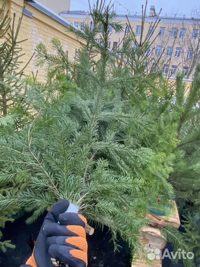 Пихтовый лапник пихты