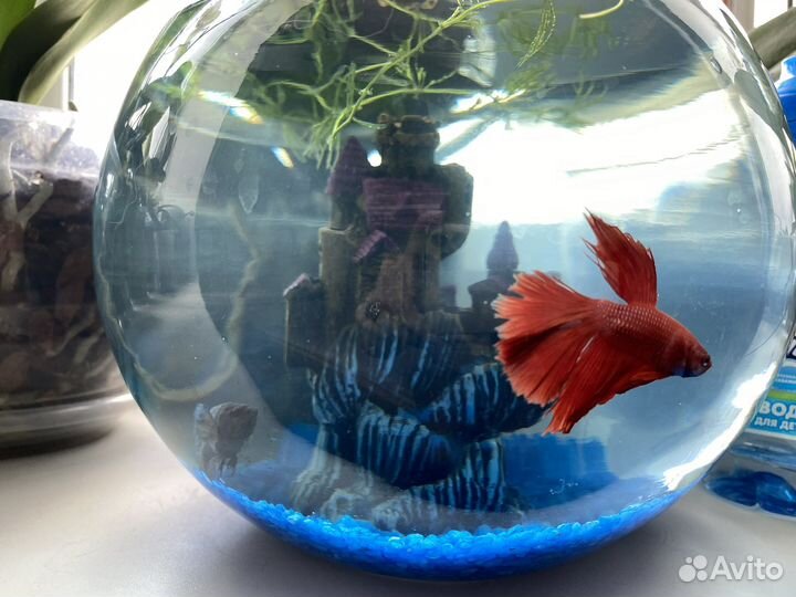 Аквариум круглый