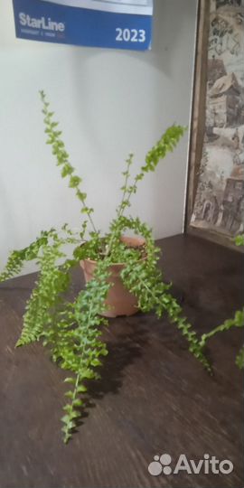 Папоротник Дассада