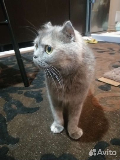 Вислоухие котята