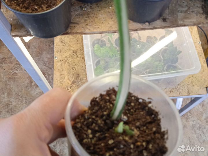 Монстера вариегатная альба