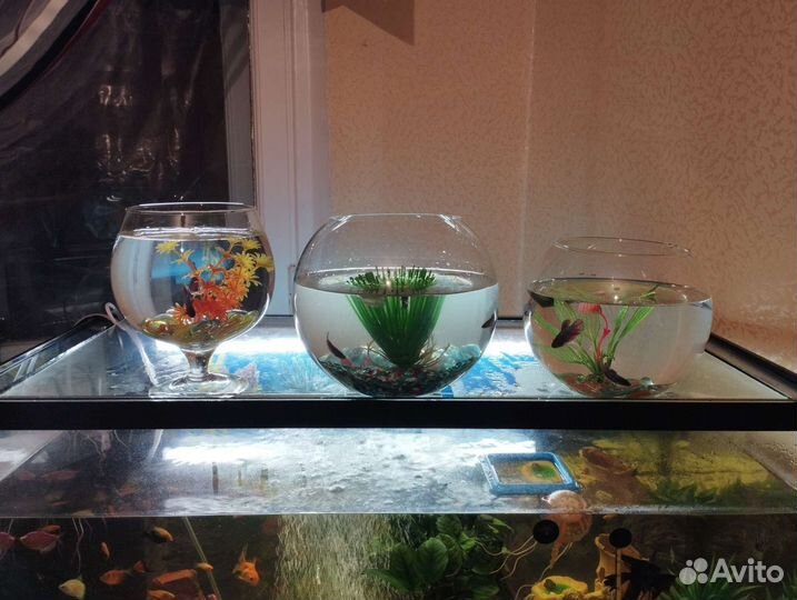 Аквариум с рыбками