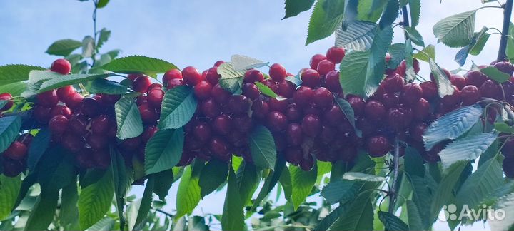 Черешня оптом
