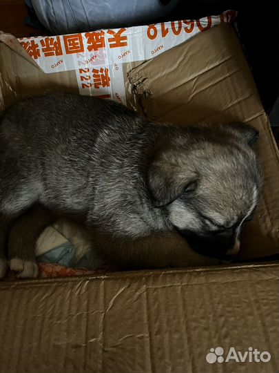 Щенок мальчик 1,5 месяца