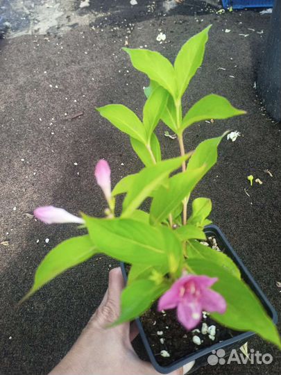 Вейгела цветущая