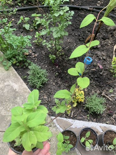 Жимолось Джеральда