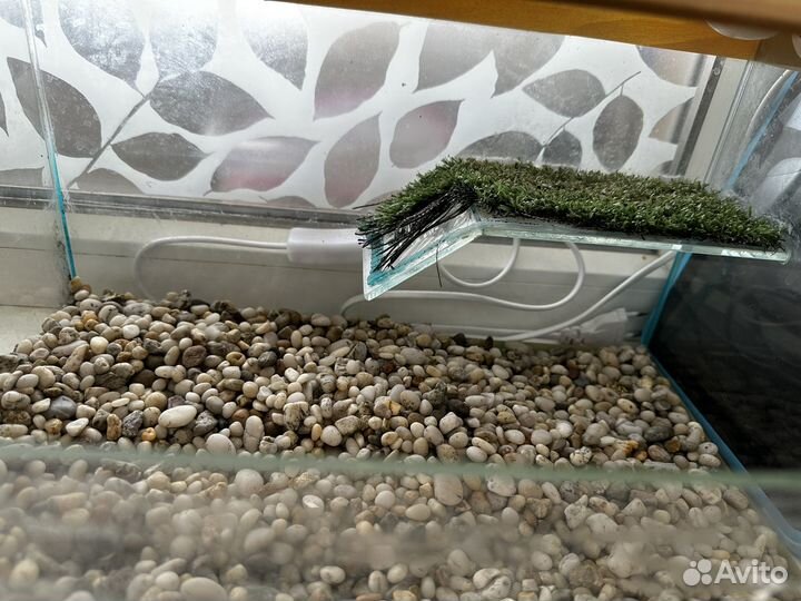 Террариум для красноухой черепахи