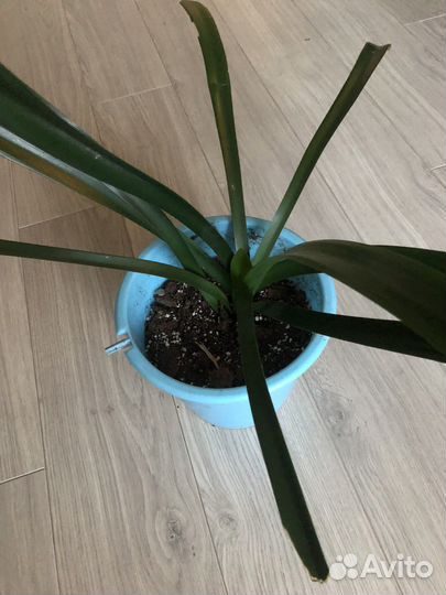 Кливия оранжевая