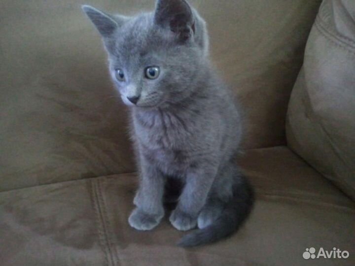 Отдам котят в добрые руки