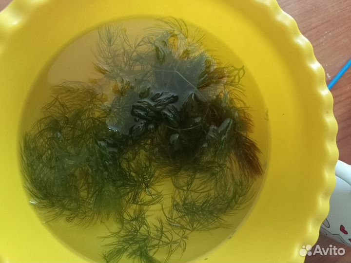 Роголистник в аквариум